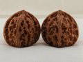 Apple Orchard walnut pair, 38 mm — WW-00020, hero view.