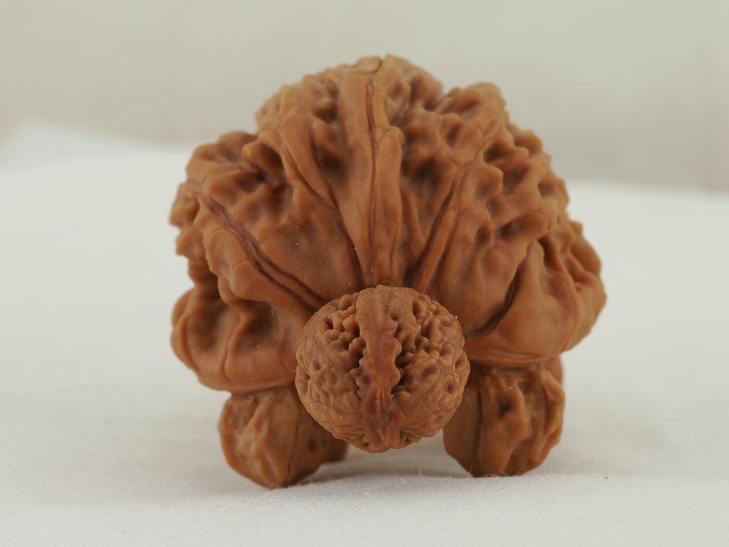 Turtle (Snakehead walnut) Handheld Object — 52.0 mm (She Tou Wu Gui) — Front view — OB-00001