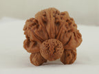 Turtle (Snakehead walnut) Handheld Object — 52.0 mm (She Tou Wu Gui) — Front view — OB-00001