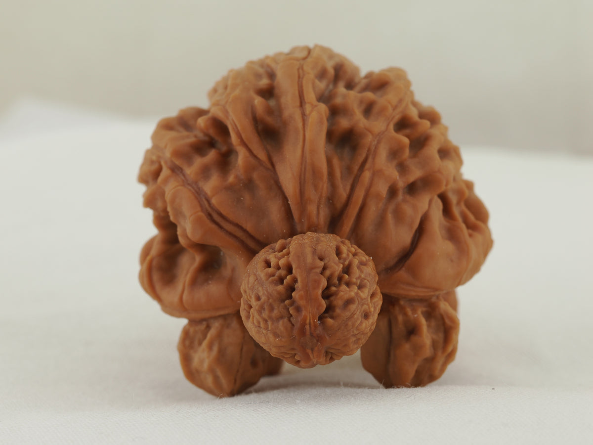 Turtle (Snakehead walnut) Handheld Object — 52.0 mm (She Tou Wu Gui) — Front view — OB-00001