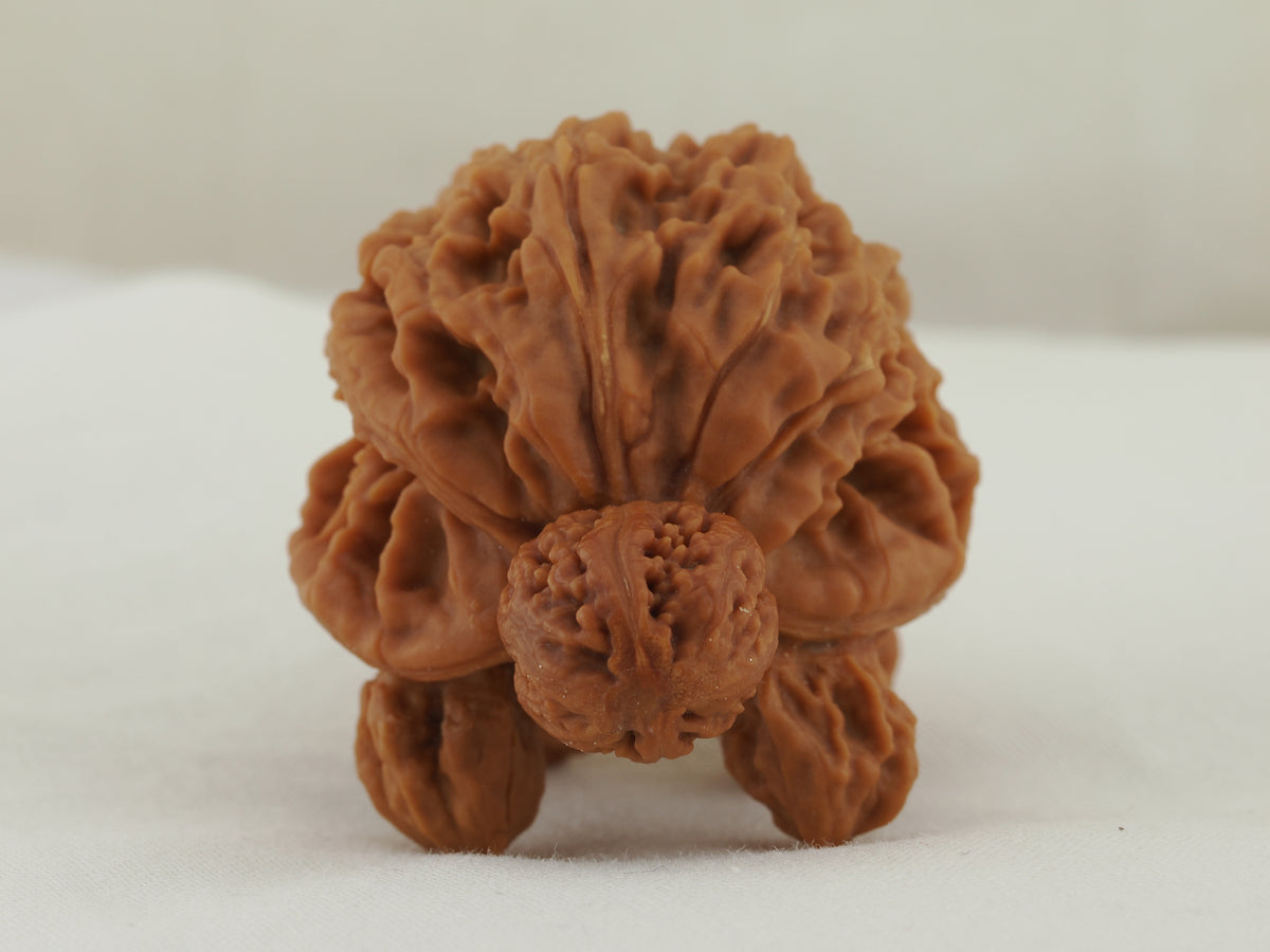 Turtle (Snakehead walnut) Handheld Object — 52.0 mm (She Tou Wu Gui) — Front view — OB-00002