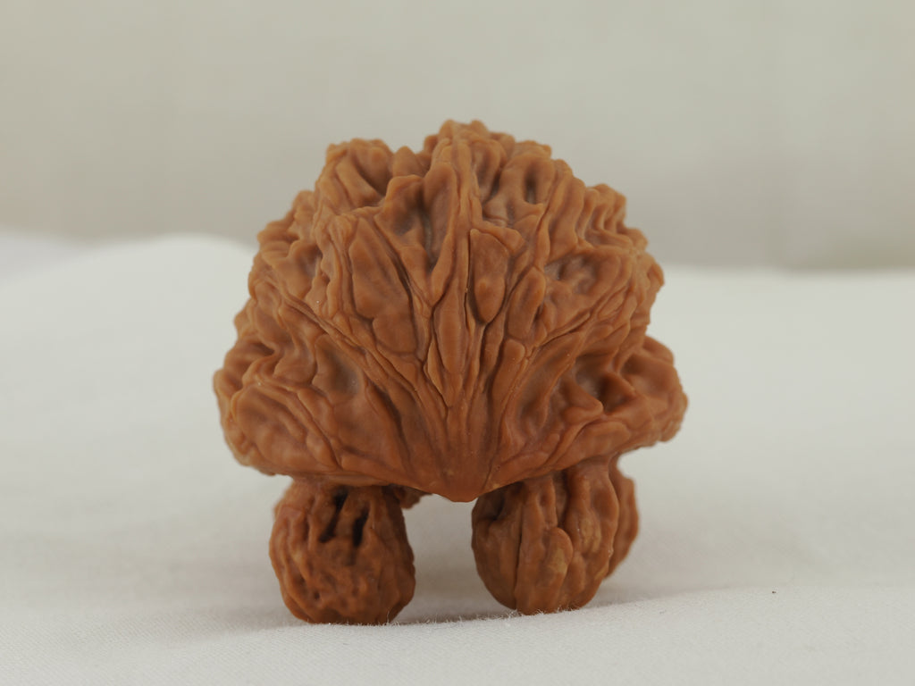 Turtle (Snakehead walnut) Handheld Object — 52.0 mm (She Tou Wu Gui) — Rear view — OB-00002
