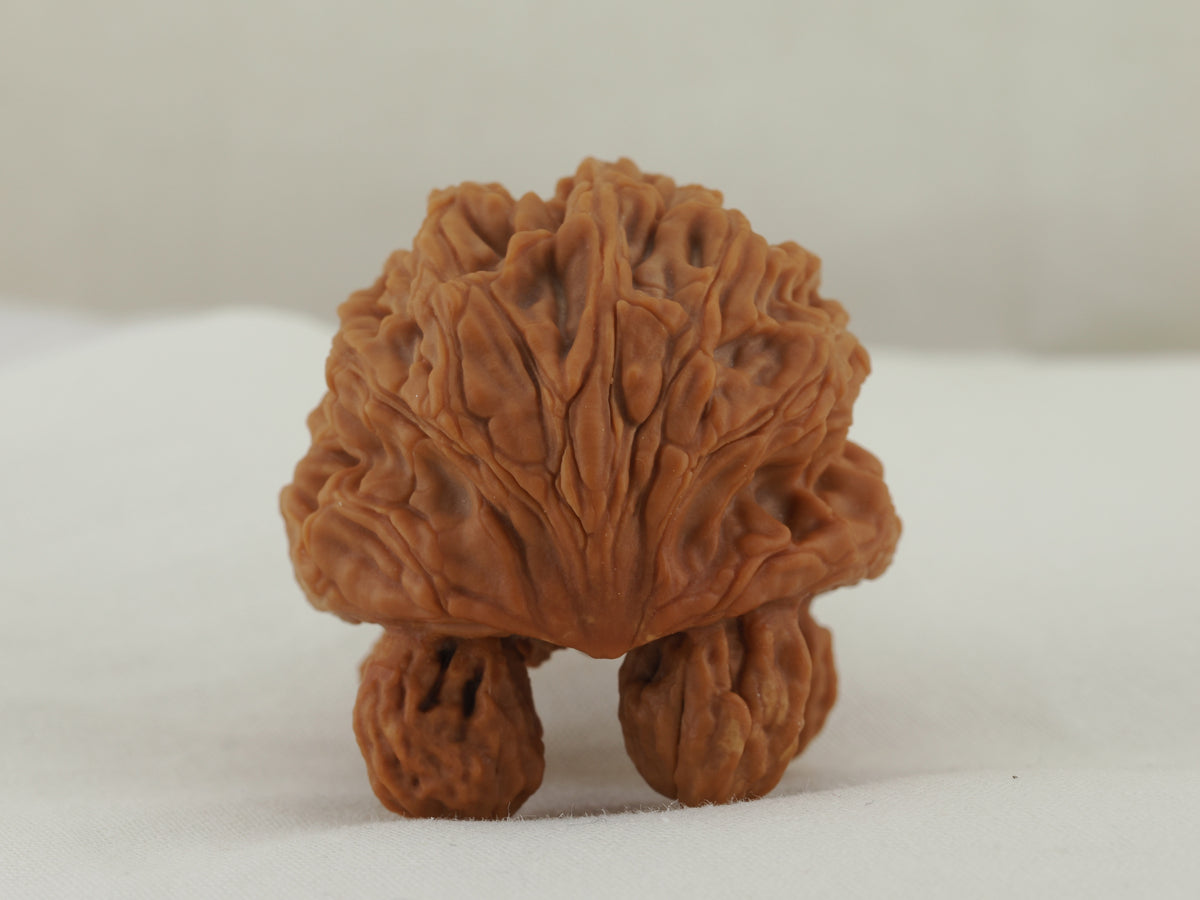 Turtle (Snakehead walnut) Handheld Object — 52.0 mm (She Tou Wu Gui) — Rear view — OB-00002