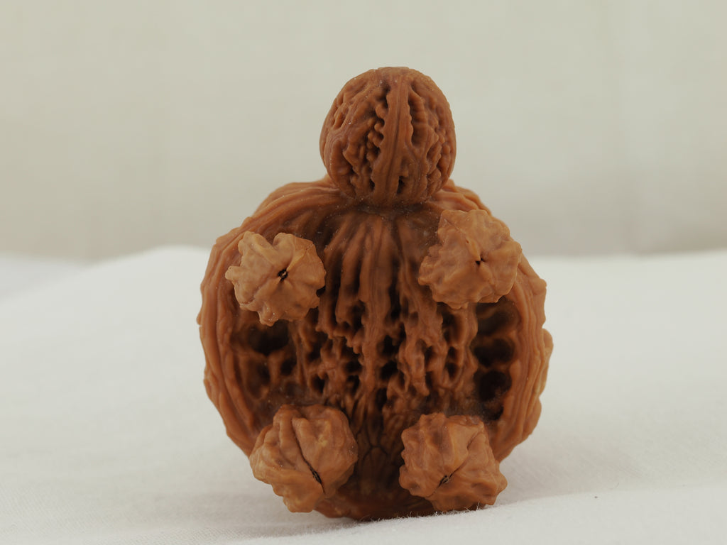 Turtle (Snakehead walnut) Handheld Object — 52.0 mm (She Tou Wu Gui) — Underside view — OB-00002