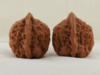 Golden Toad King walnut pair, 40 mm — WW-00002, view 2.