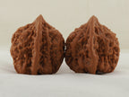 Golden Toad King walnut pair, 40 mm — WW-00002, view 4.