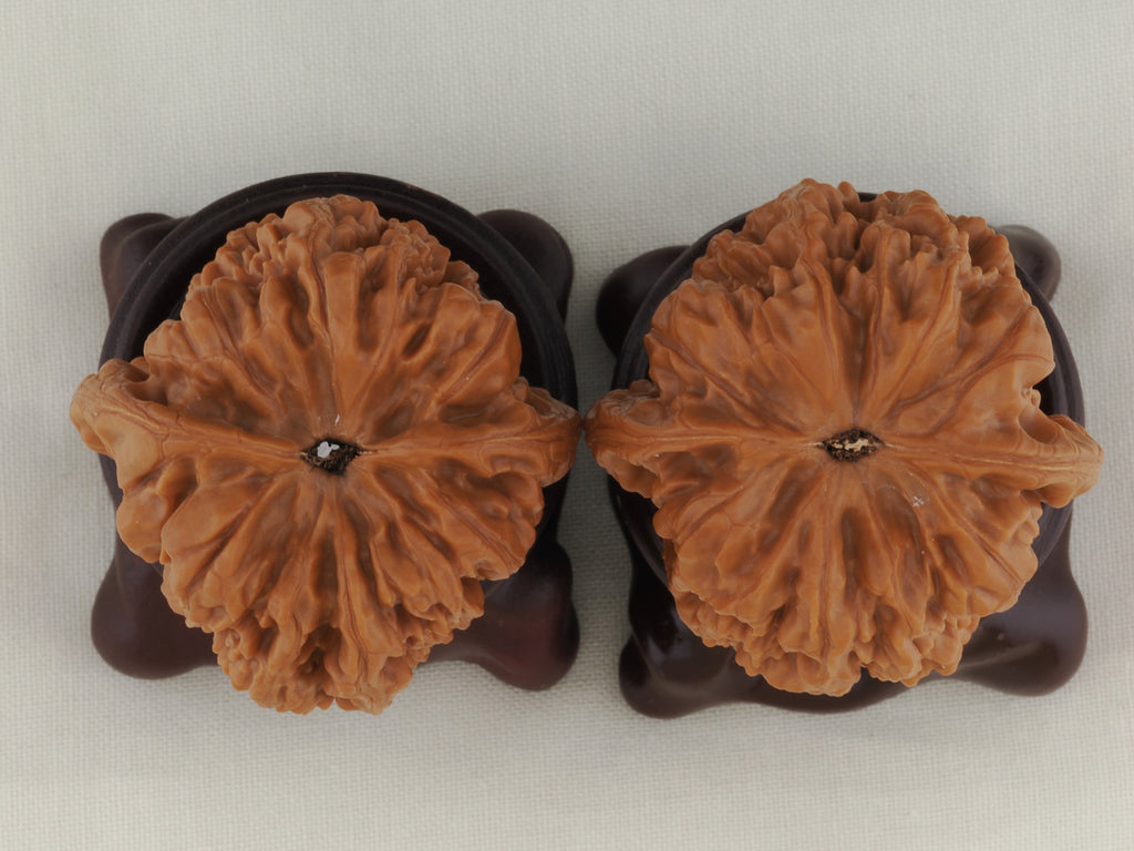 Golden Toad King walnut pair, 40 mm — WW-00002, view 5.