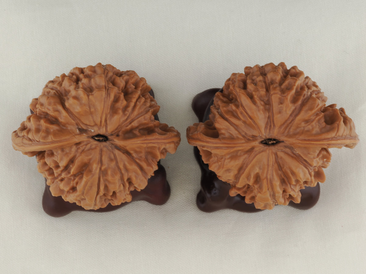 Official’s Hat walnut pair, 50 mm — WW-00005, view 6.