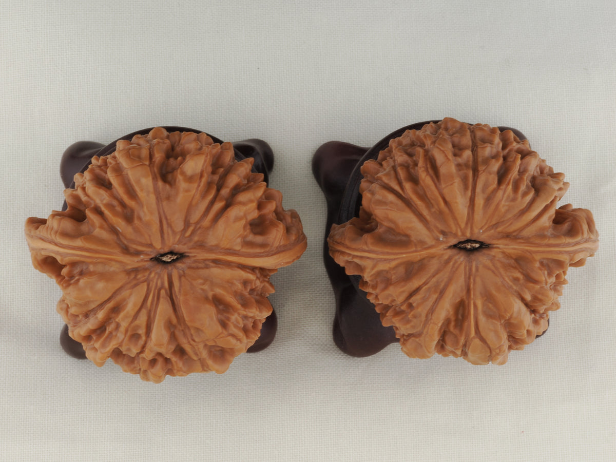 Official’s Hat walnut pair, 47 mm — WW-00006, view 6.