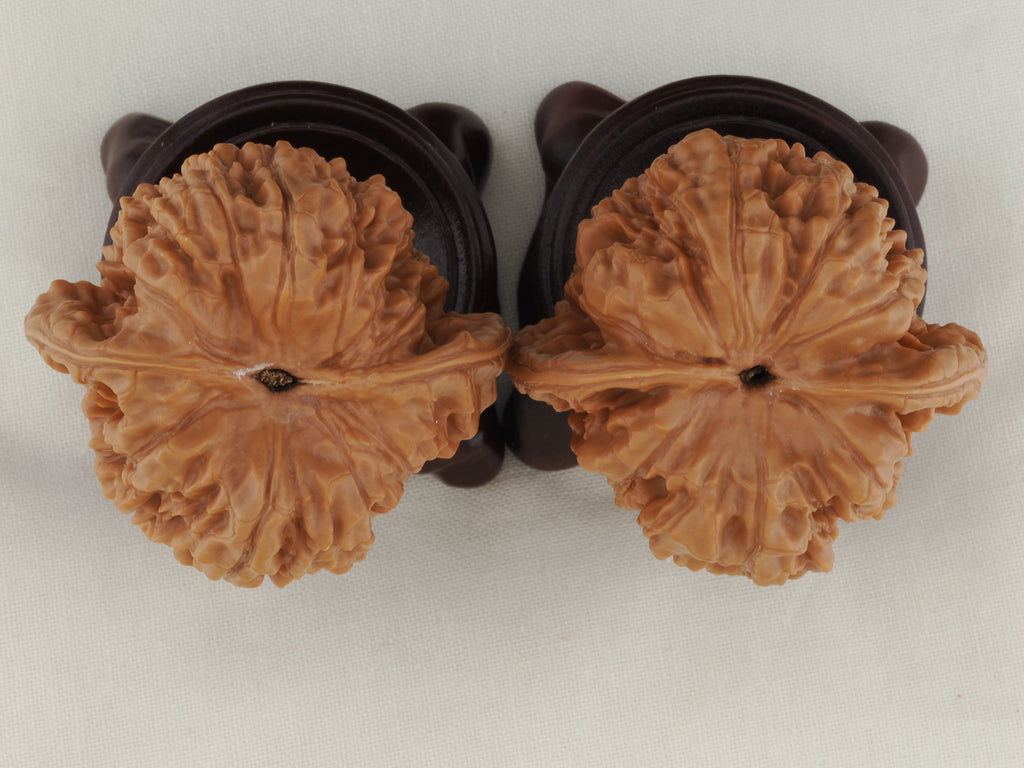 Official’s Hat walnut pair, 45 mm — WW-00009, view 6.