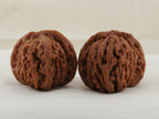 Four Towers walnut pair, 43 mm — WW-00011, hero view.