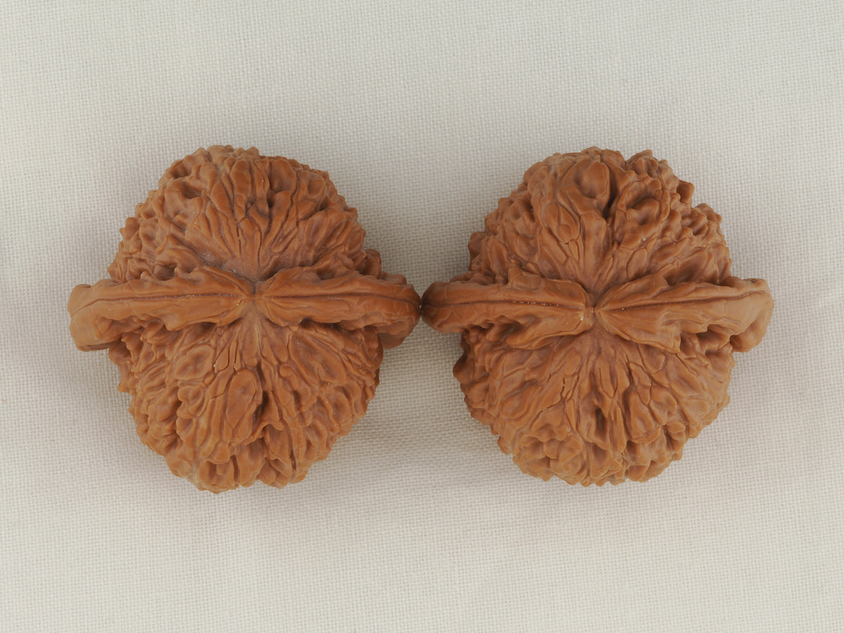 White Lion Head walnut pair, 41 mm — WW-00015, view 5.