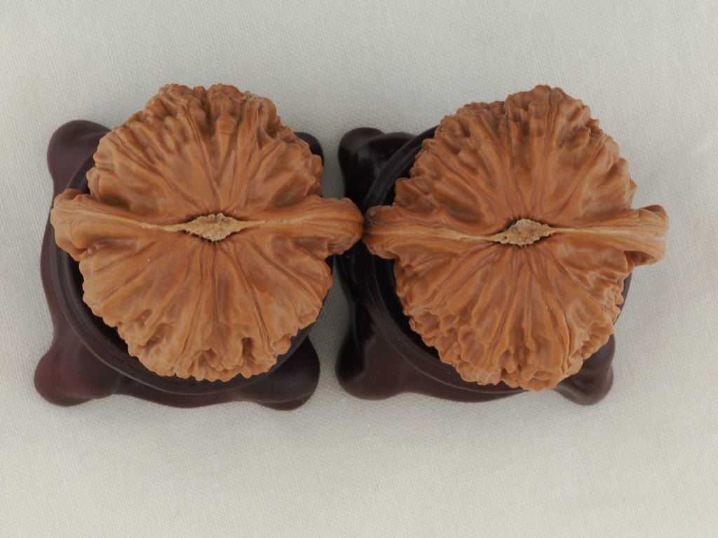 White Lion Head walnut pair, 41 mm — WW-00015, view 6.