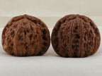 White Lion Head walnut pair, 41 mm — WW-00017, view 3.