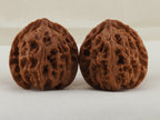 Apple Orchard walnut pair, 37 mm — WW-00018, hero view.