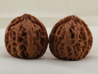 Apple Orchard walnut pair, 37 mm — WW-00018, view 3.