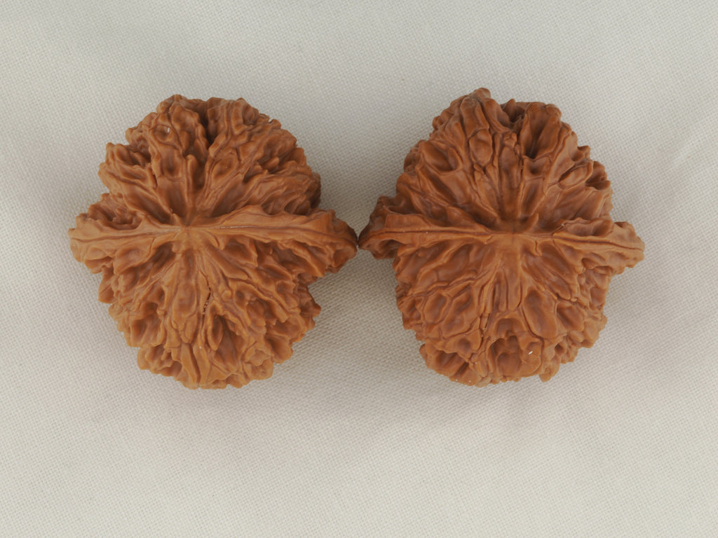 Apple Orchard walnut pair, 37 mm — WW-00018, view 5.