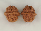 Apple Orchard walnut pair, 37 mm — WW-00018, view 5.