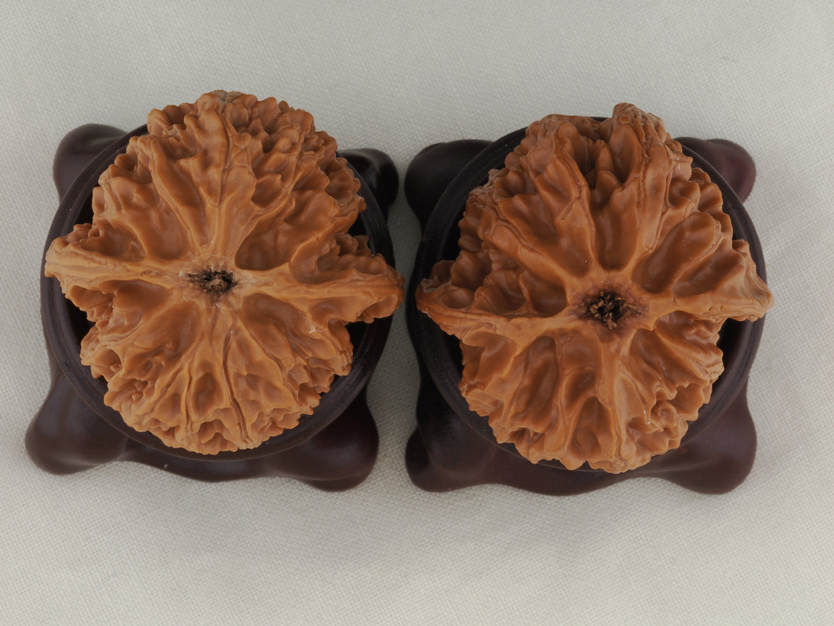 Apple Orchard walnut pair, 37 mm — WW-00018, view 6.