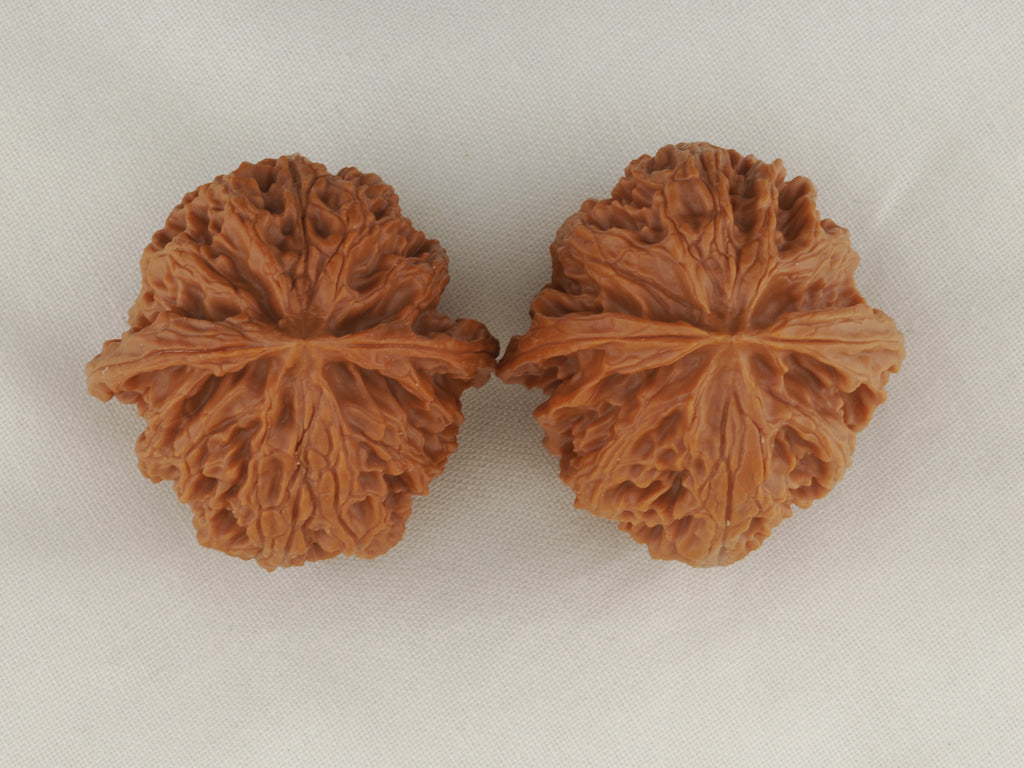 Apple Orchard walnut pair, 38 mm — WW-00019, view 5.