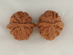 Apple Orchard walnut pair, 38 mm — WW-00019, view 5.