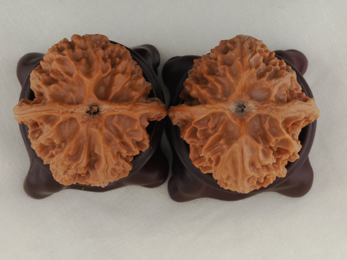 Apple Orchard walnut pair, 38 mm — WW-00019, view 6.