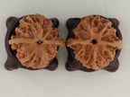 Apple Orchard walnut pair, 38 mm — WW-00020, view 6.