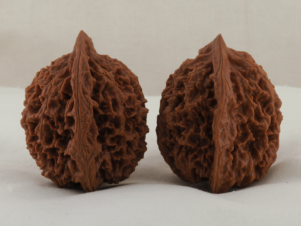 Great Thorn walnut pair, 42 mm — WW-00025, view 2.