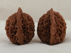 Great Thorn walnut pair, 42 mm — WW-00025, view 2.