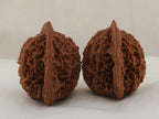 Great Thorn walnut pair, 42 mm — WW-00025, view 4.