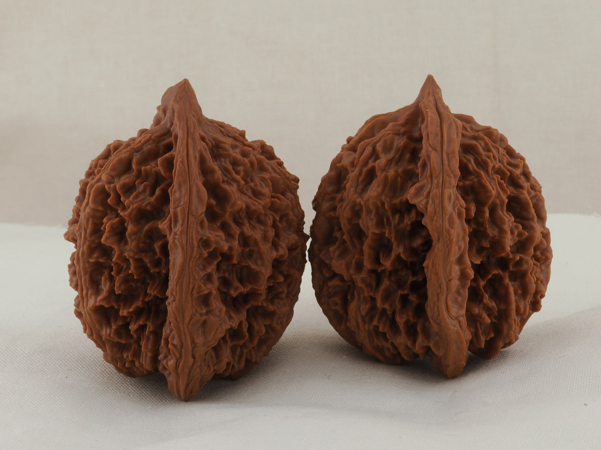Great Thorn walnut pair, 42 mm — WW-00025, view 4.
