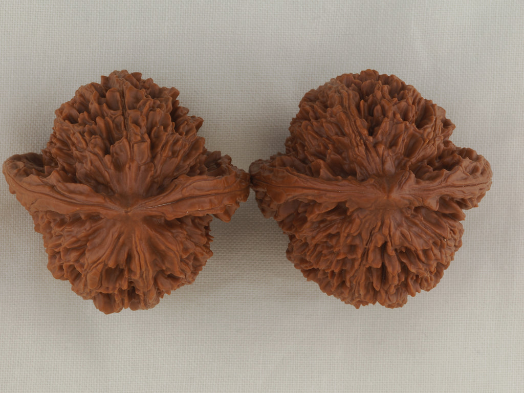 Great Thorn walnut pair, 42 mm — WW-00025, view 5.