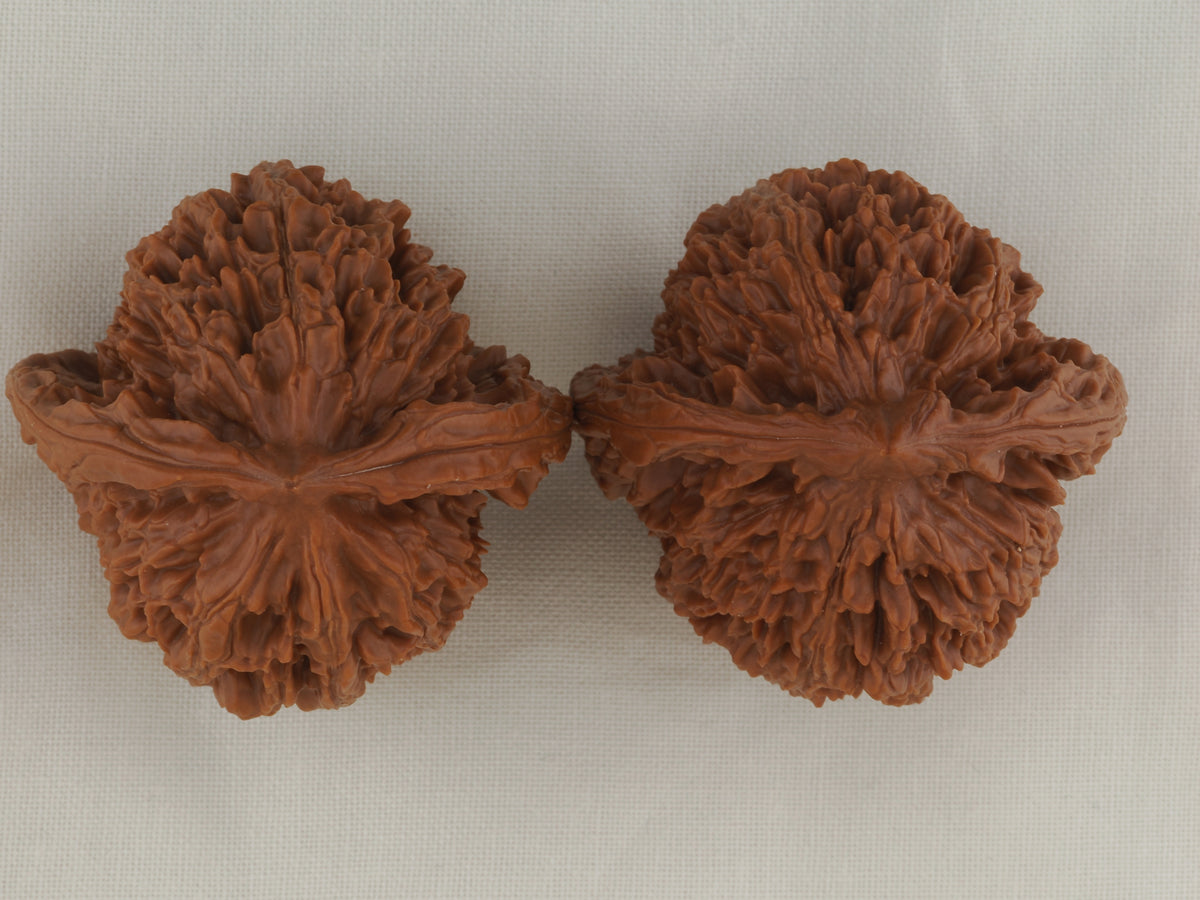 Great Thorn walnut pair, 42 mm — WW-00025, view 5.