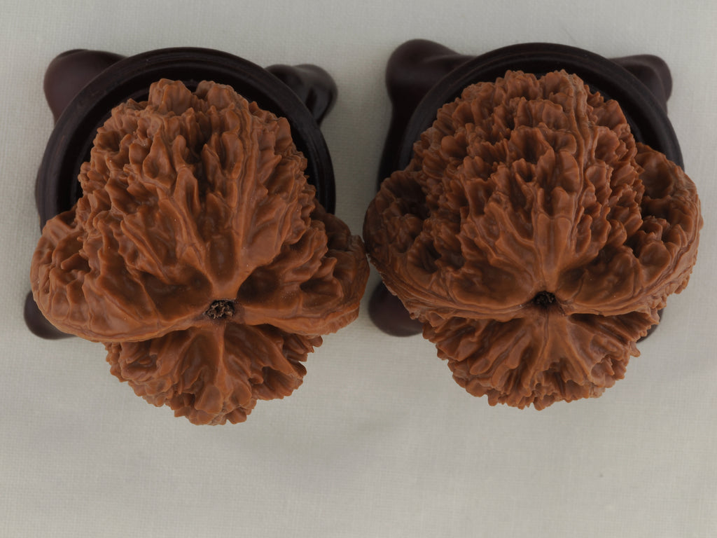 Great Thorn walnut pair, 42 mm — WW-00025, view 6.