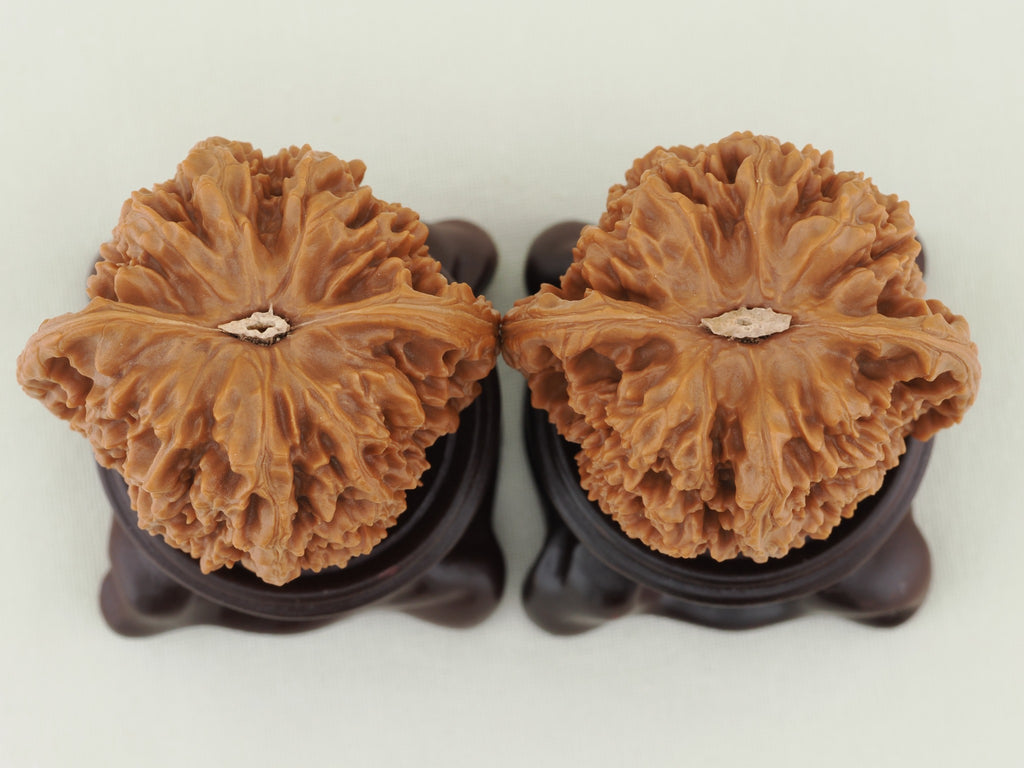Starry Sky walnut pair, 43 mm — WW-00026, bottom view.