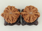 Starry Sky walnut pair, 43 mm — WW-00026, bottom view.