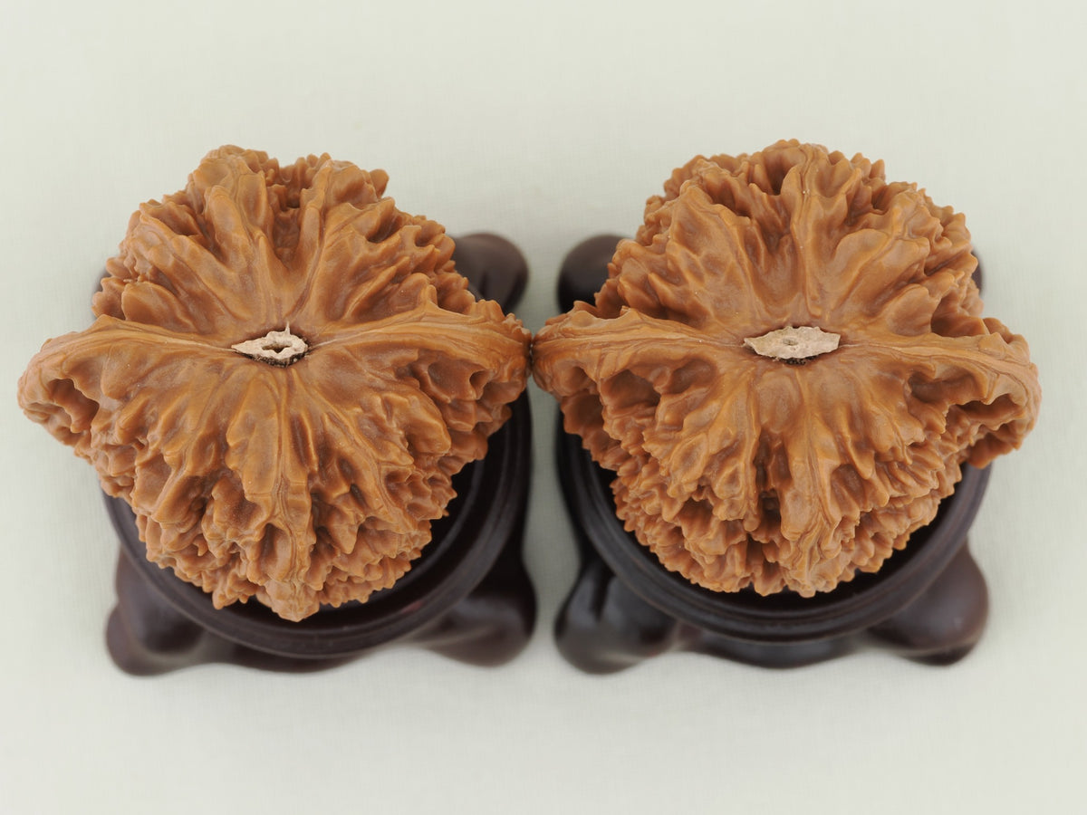 Starry Sky walnut pair, 43 mm — WW-00026, bottom view.