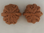 Thick Ridge walnut pair, 44 mm — WW-00028, view 5.