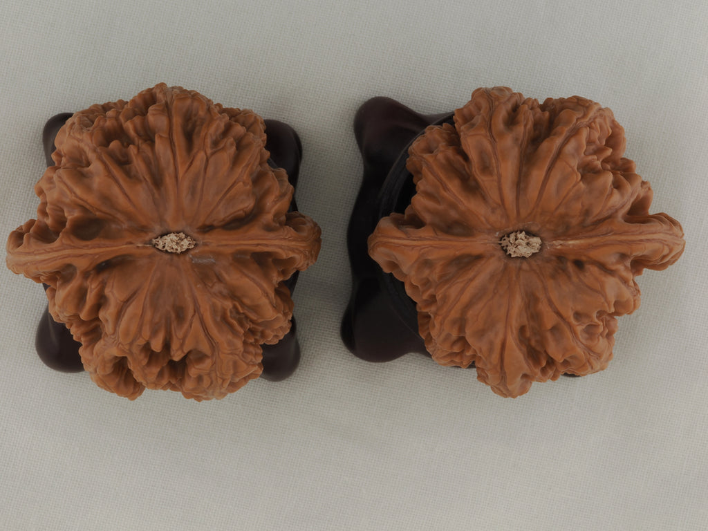 Thick Ridge walnut pair, 44 mm — WW-00028, view 6.