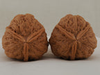Iron Three-Ridge walnut pair, 36 mm — WW-00030, hero view.