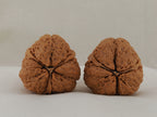Iron Three-Ridge walnut pair, 36 mm — WW-00030, view 2.