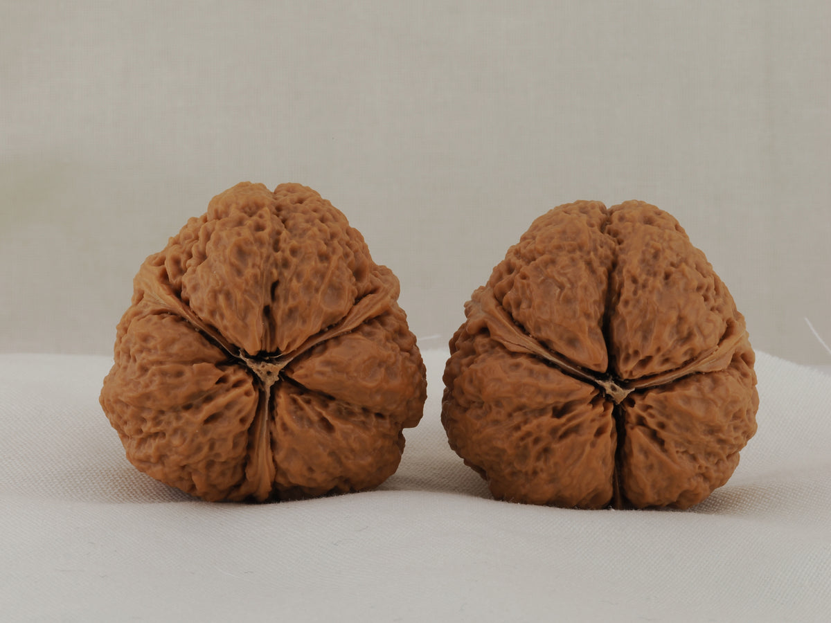 Iron Three-Ridge walnut pair, 36 mm — WW-00030, view 2.