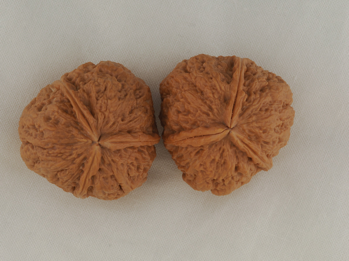 Iron Three-Ridge walnut pair, 36 mm — WW-00030, view 5.