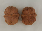 Iron Spinning Top walnut pair, 40 mm — WW-00031, hero view.