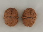 Iron Golden Toad walnut pair, 39 mm — WW-00032, view 2.