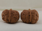 Iron Golden Toad walnut pair, 39 mm — WW-00032, view 5.