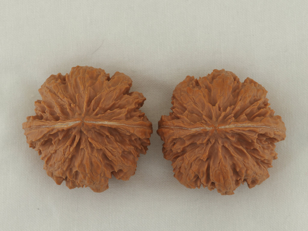 Eight Ridge King Walnut Pair — 40.0 mm (Ba Leng Wang) — Crown view — WW-00033