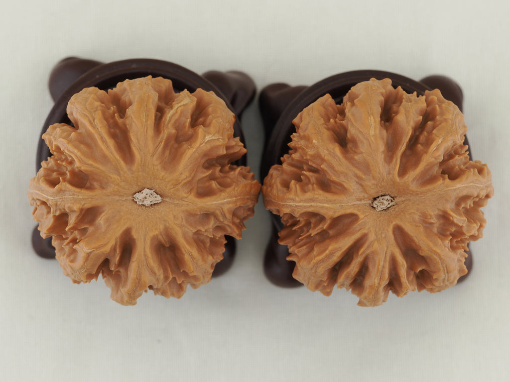 Eight Ridge King Walnut Pair — 40.0 mm (Ba Leng Wang) — Base view — WW-00033