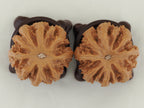 Eight Ridge King Walnut Pair — 40.0 mm (Ba Leng Wang) — Base view — WW-00033