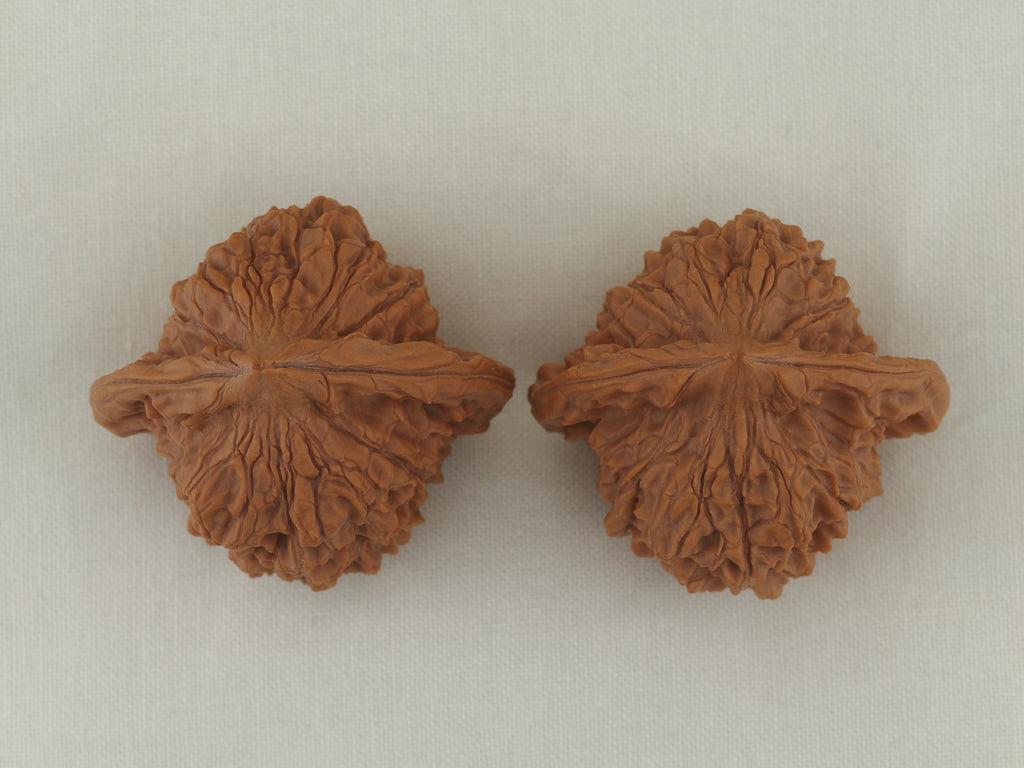 Vermilion Bird Walnut Pair — 40.0 mm (Zhu Que) — Crown view — WW-00034